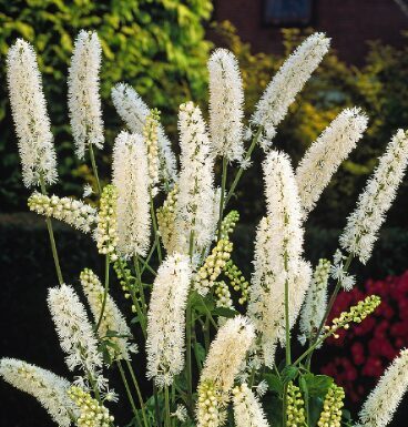 Sudrabsvece 'Silver Dance'